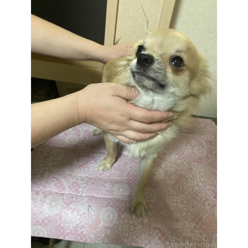 販売中の千葉県のチワワ(ロングコート)-408724の7枚目