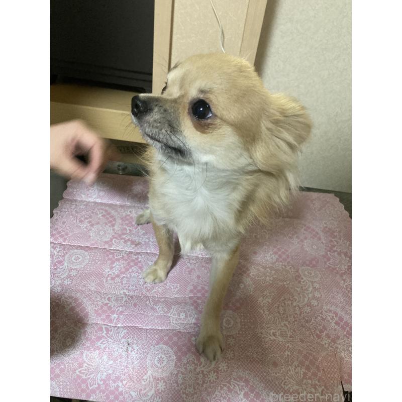 販売中の千葉県のチワワ(ロングコート)-408724の6枚目