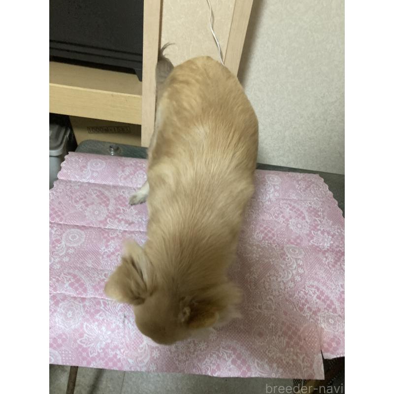 販売中の千葉県のチワワ(ロングコート)-408724の5枚目