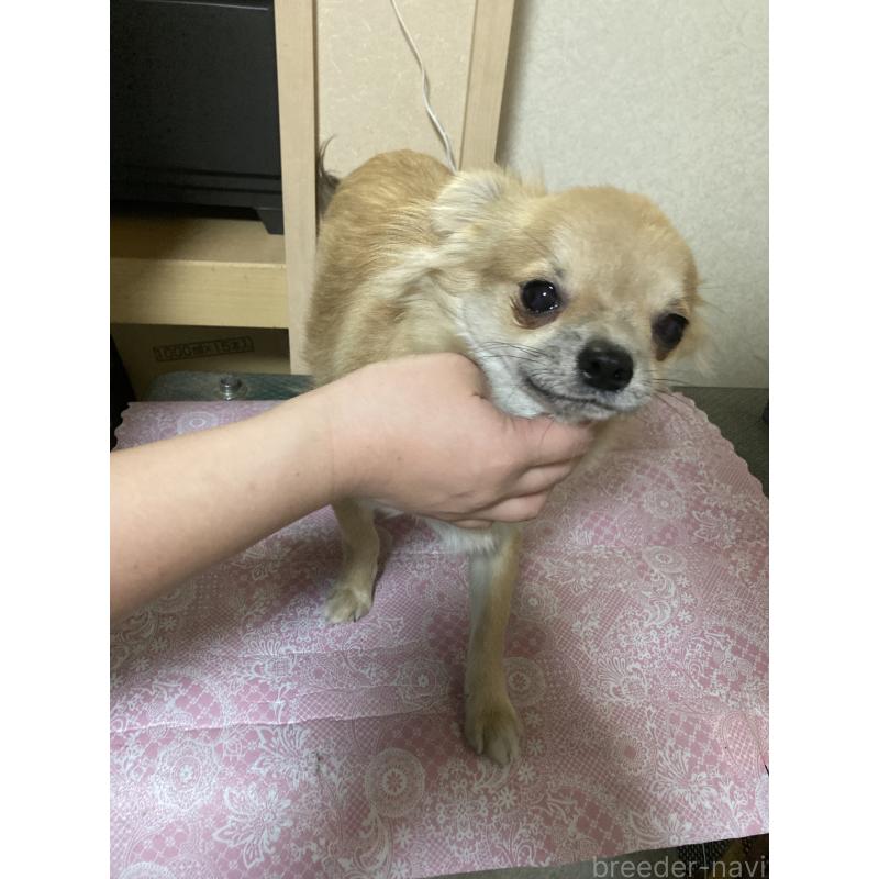 販売中の千葉県のチワワ(ロングコート)-408724の4枚目