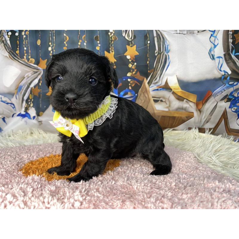 販売中の神奈川県のミックス犬-426519の14枚目