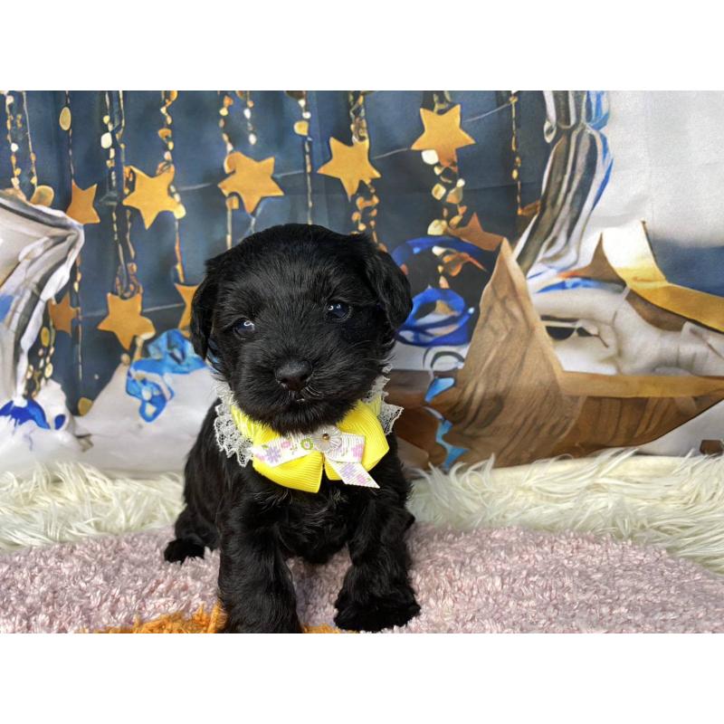 販売中の神奈川県のミックス犬-426519の13枚目