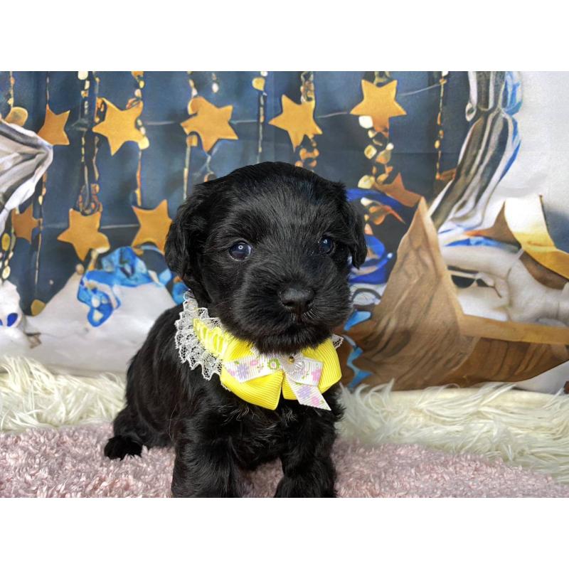 販売中の神奈川県のミックス犬-426519