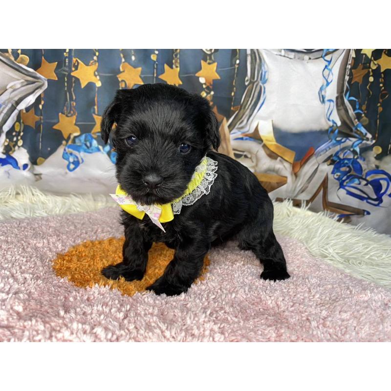 販売中の神奈川県のミックス犬-426519の11枚目