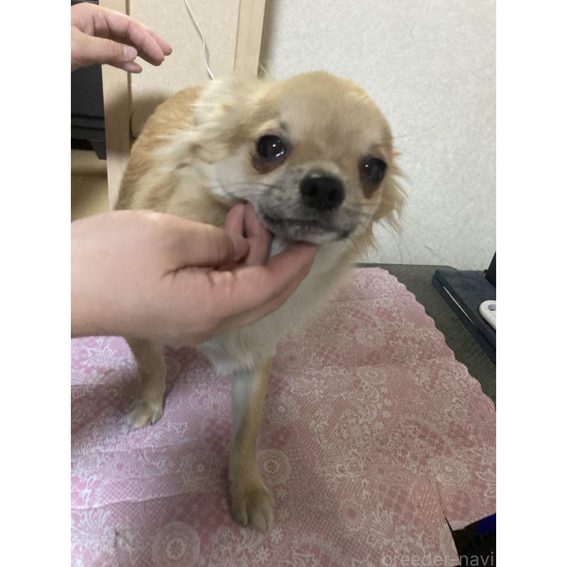 販売中の千葉県のチワワ(ロングコート)-408724の3枚目