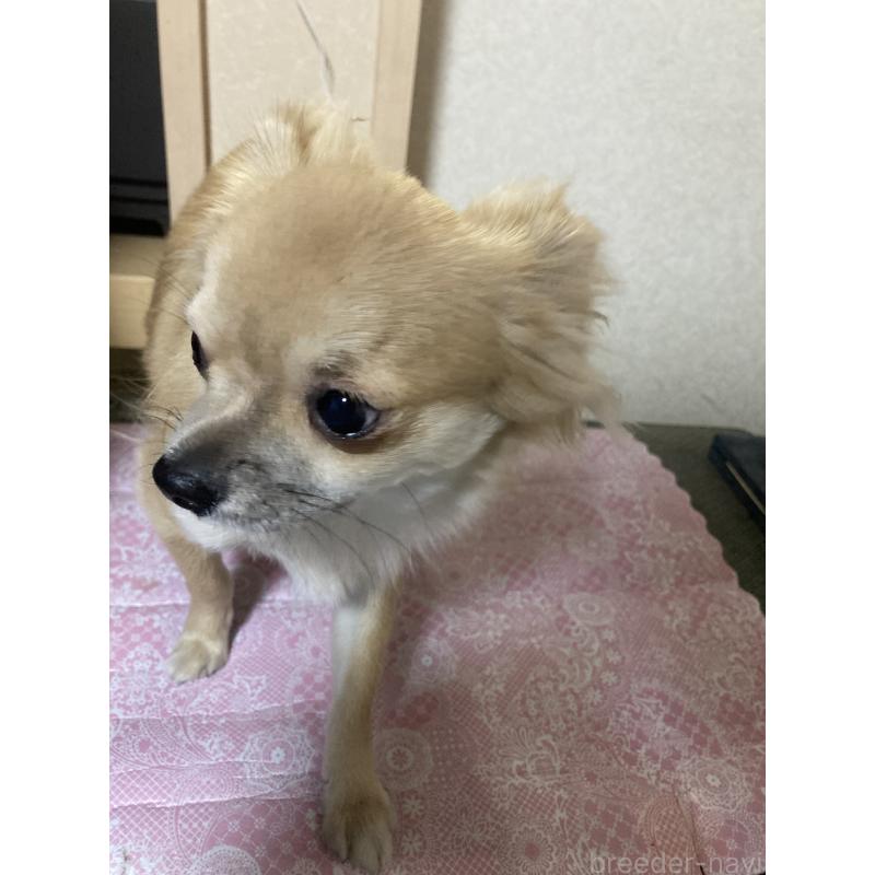 販売中の千葉県のチワワ(ロングコート)-408724の2枚目