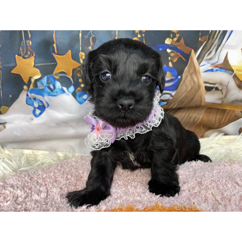 販売中の神奈川県のミックス犬-426515の16枚目