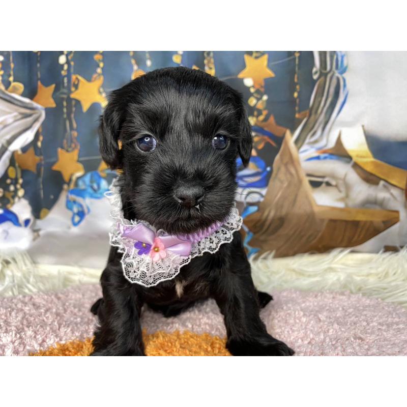 販売中の神奈川県のミックス犬-426515