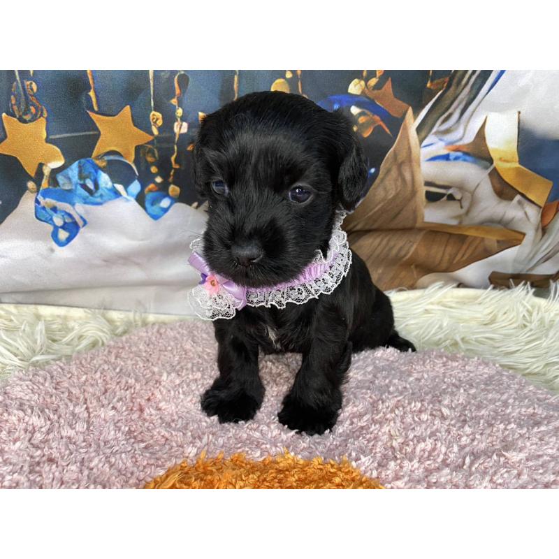 販売中の神奈川県のミックス犬-426515の14枚目