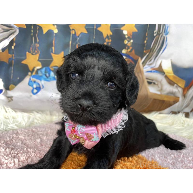 成約済の神奈川県のミックス犬-426523の4枚目