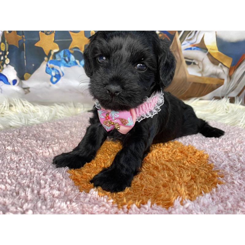 成約済の神奈川県のミックス犬-426523の3枚目