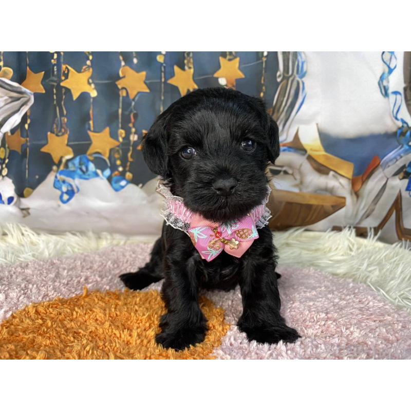 成約済の神奈川県のミックス犬-426523の2枚目