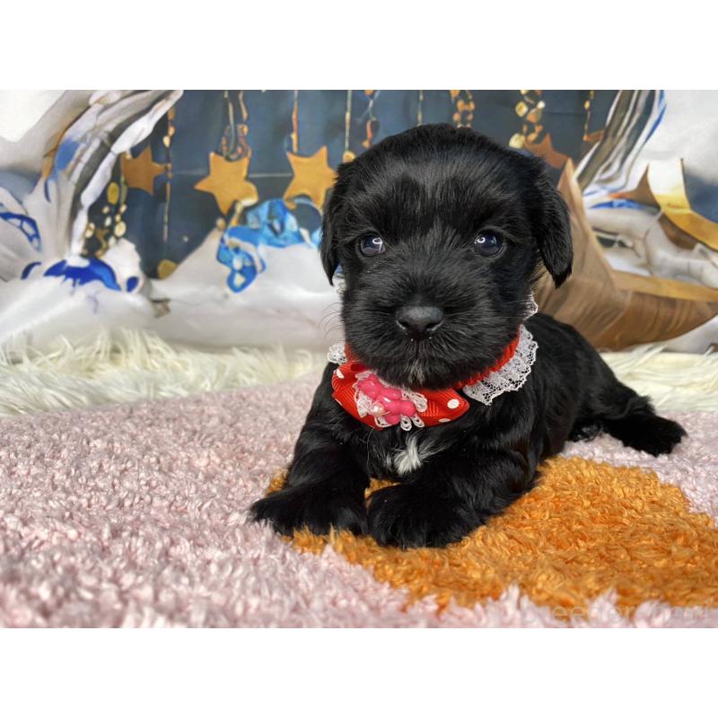 成約済の神奈川県のミックス犬-426524の5枚目