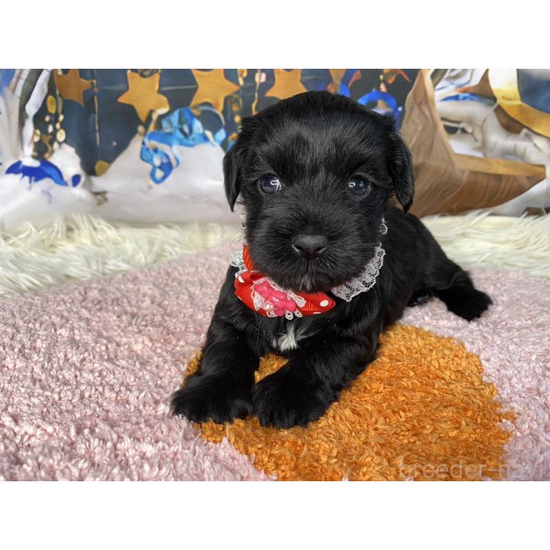 成約済の神奈川県のミックス犬-426524の4枚目