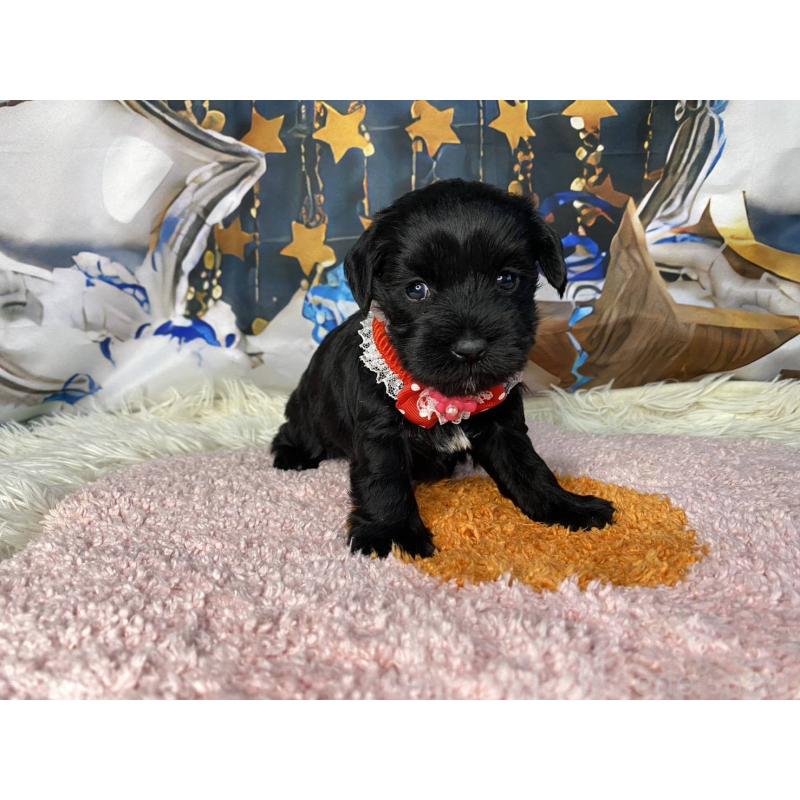 成約済の神奈川県のミックス犬-426524の3枚目