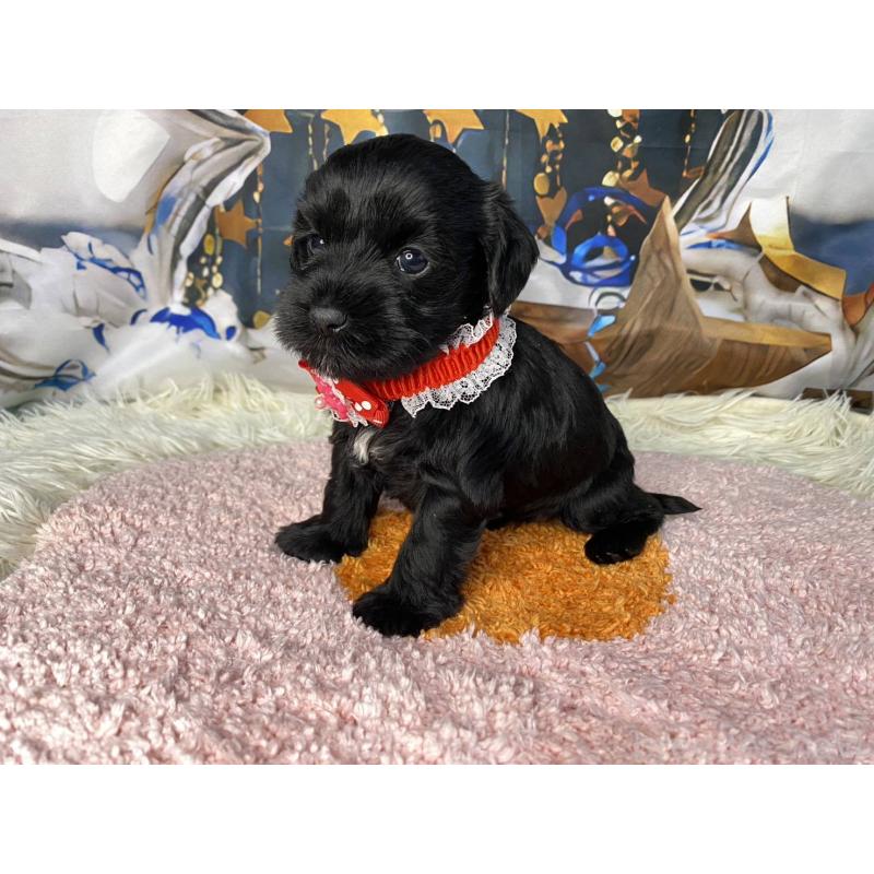 成約済の神奈川県のミックス犬-426524の2枚目