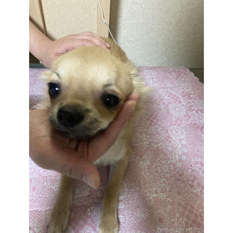 販売中の千葉県のチワワ(ロングコート)-408712の15枚目