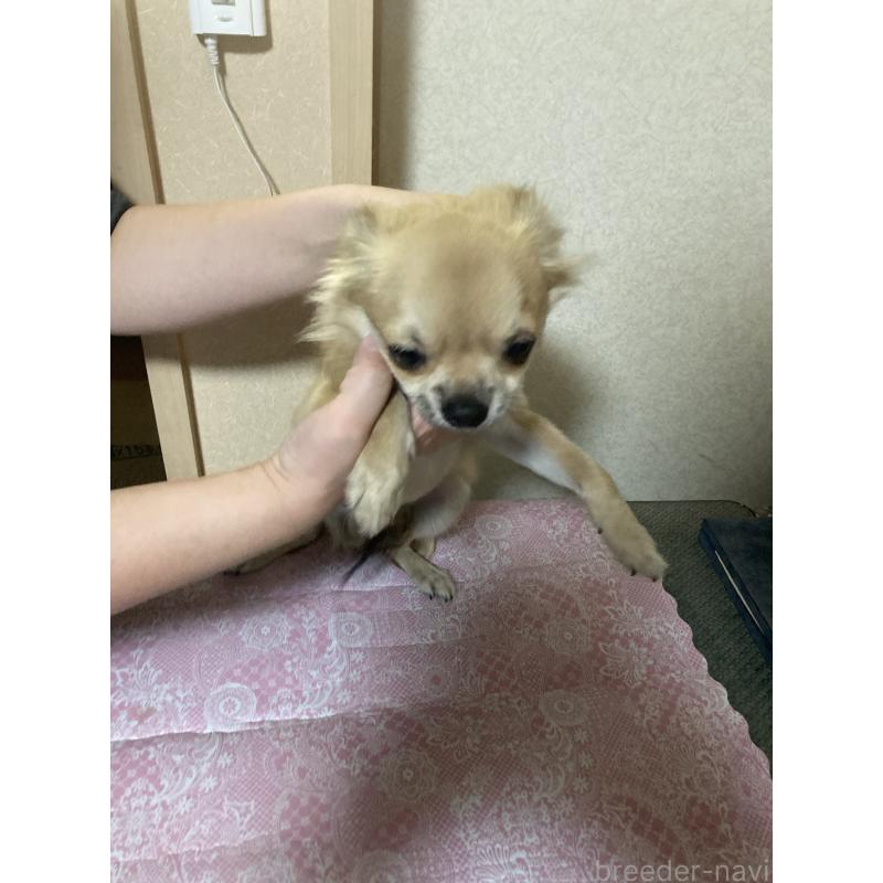 販売中の千葉県のチワワ(ロングコート)-408712の14枚目