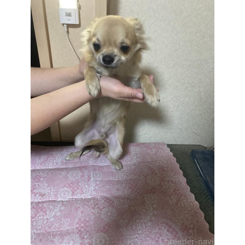 販売中の千葉県のチワワ(ロングコート)-408712の13枚目