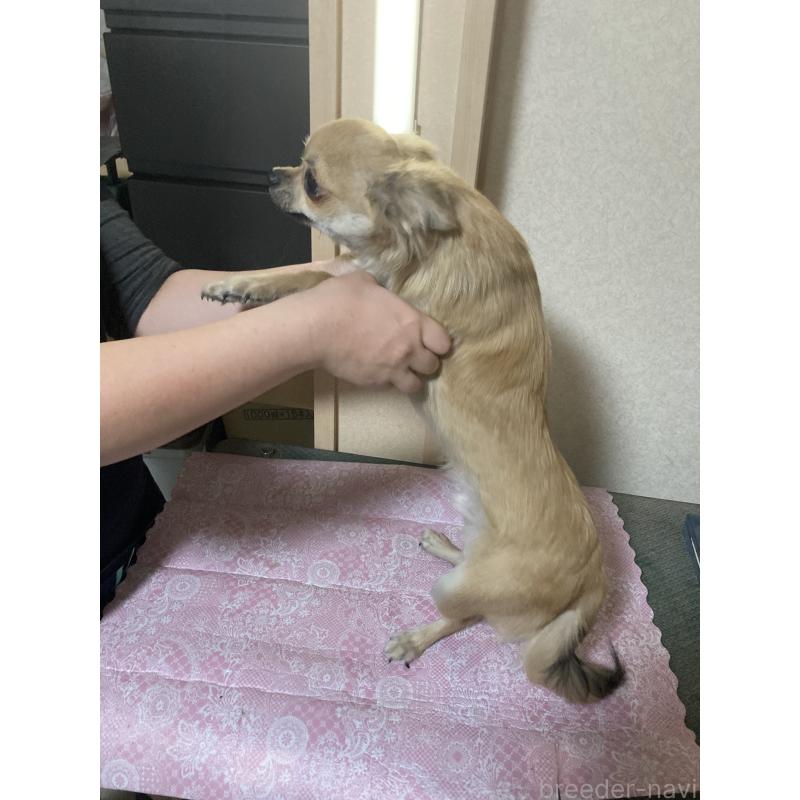 販売中の千葉県のチワワ(ロングコート)-408712の12枚目