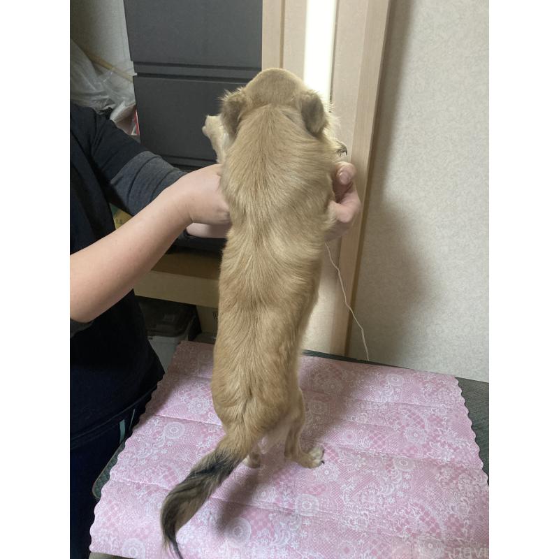 販売中の千葉県のチワワ(ロングコート)-408712の11枚目