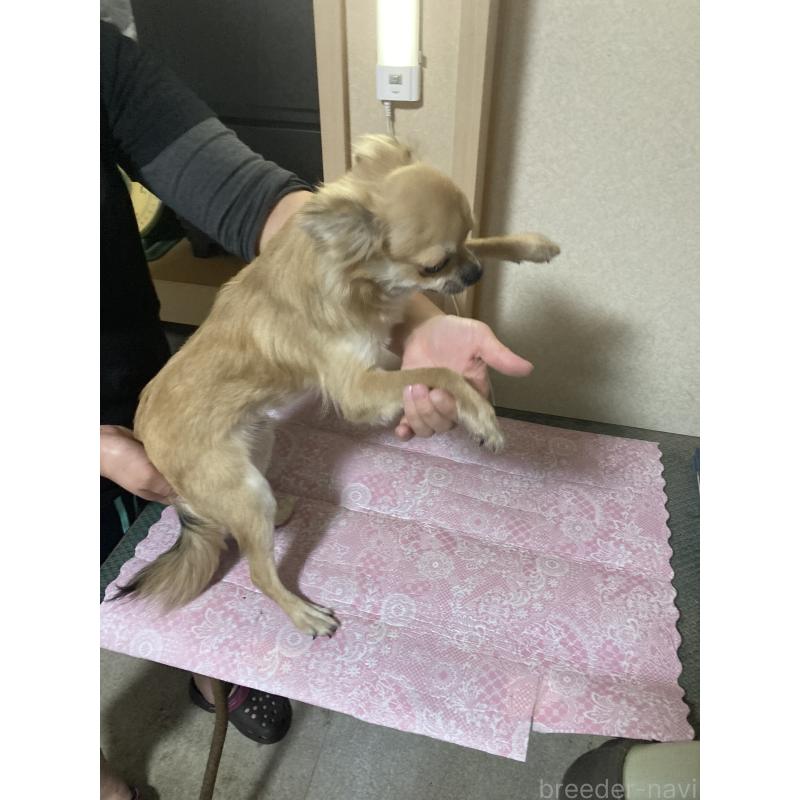 販売中の千葉県のチワワ(ロングコート)-408712の10枚目