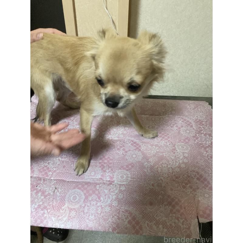 販売中の千葉県のチワワ(ロングコート)-408712の7枚目