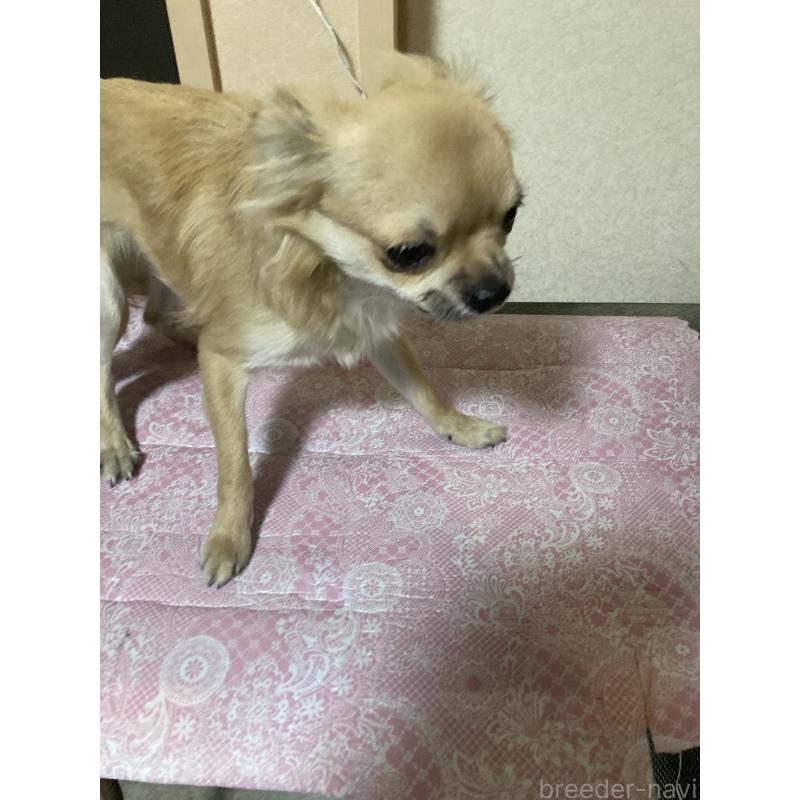 販売中の千葉県のチワワ(ロングコート)-408712の6枚目