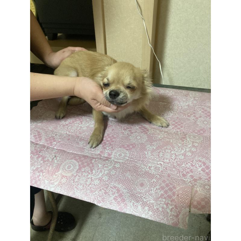 販売中の千葉県のチワワ(ロングコート)-408712の5枚目