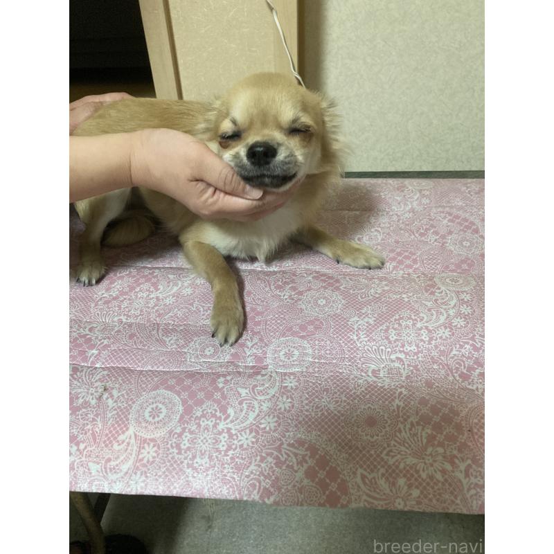 販売中の千葉県のチワワ(ロングコート)-408712の4枚目