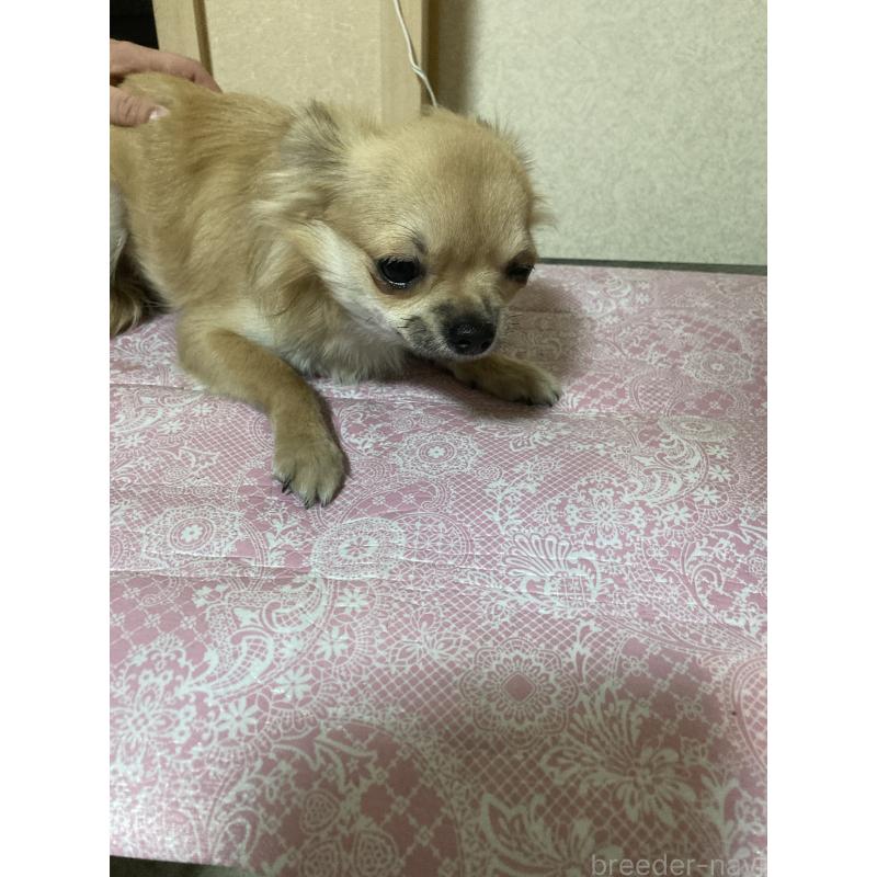 販売中の千葉県のチワワ(ロングコート)-408712の3枚目