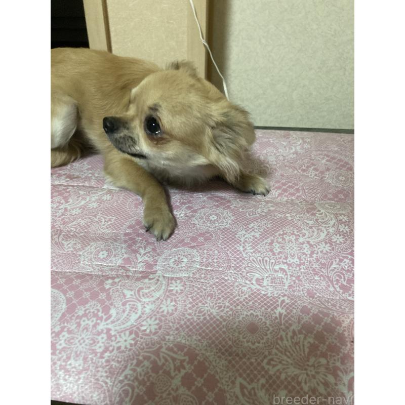 販売中の千葉県のチワワ(ロングコート)-408712の2枚目