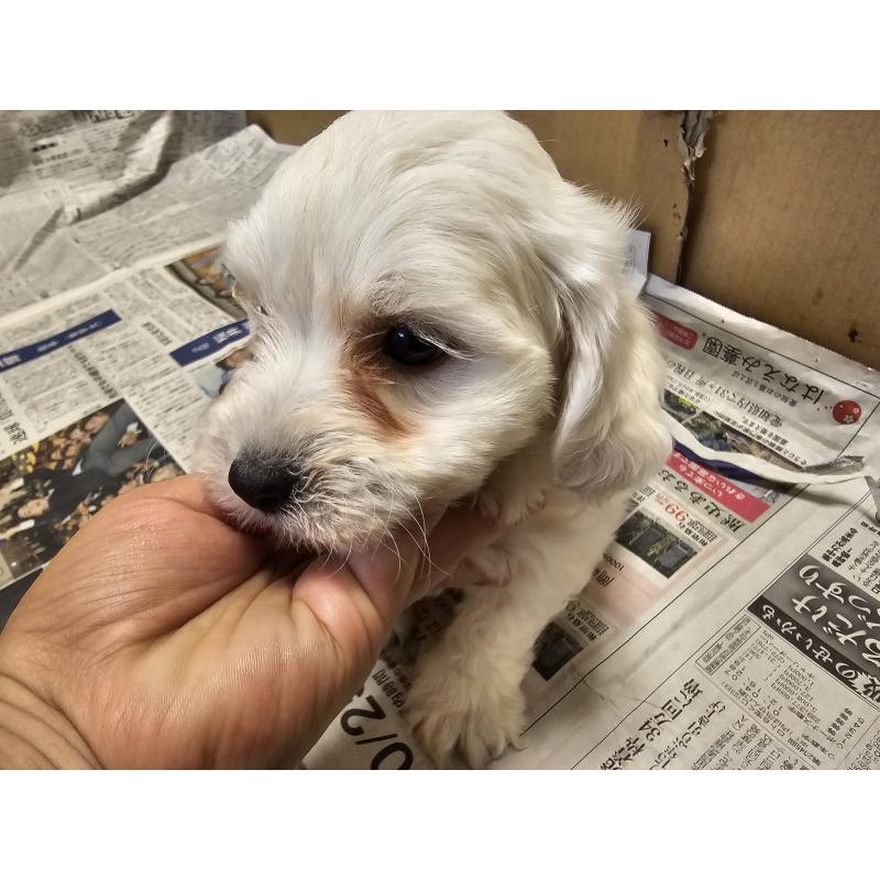 成約済の愛知県のビションフリーゼ-424277の11枚目