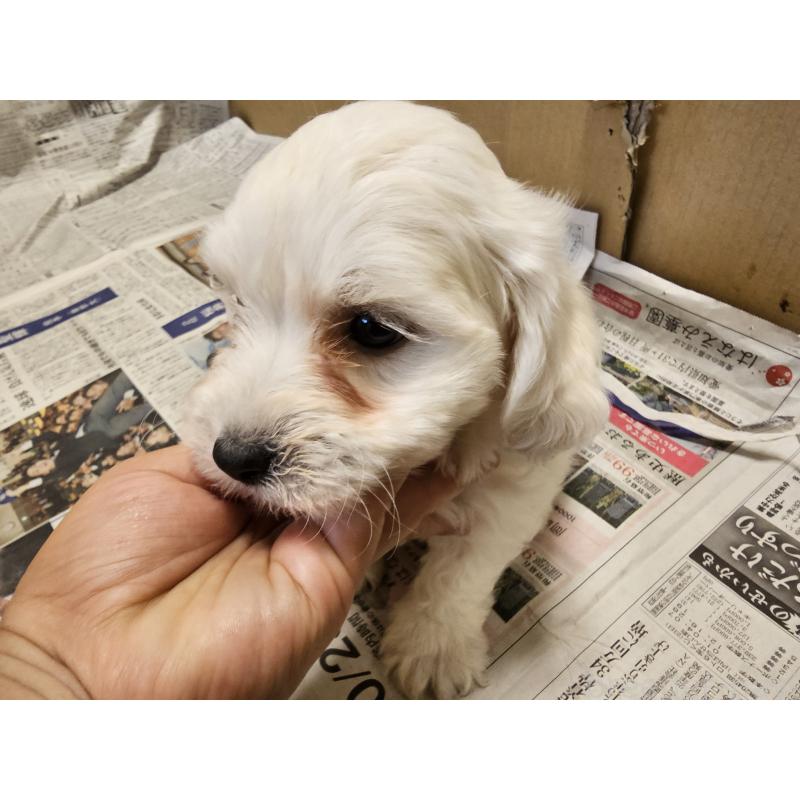 成約済の愛知県のビションフリーゼ-424277の10枚目