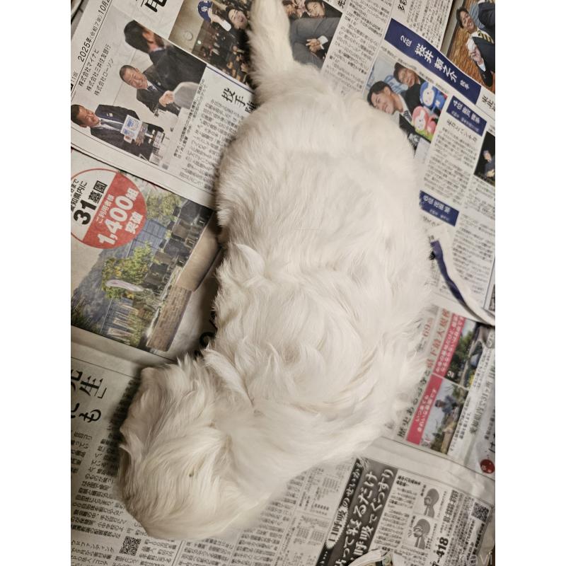 成約済の愛知県のビションフリーゼ-424277の8枚目