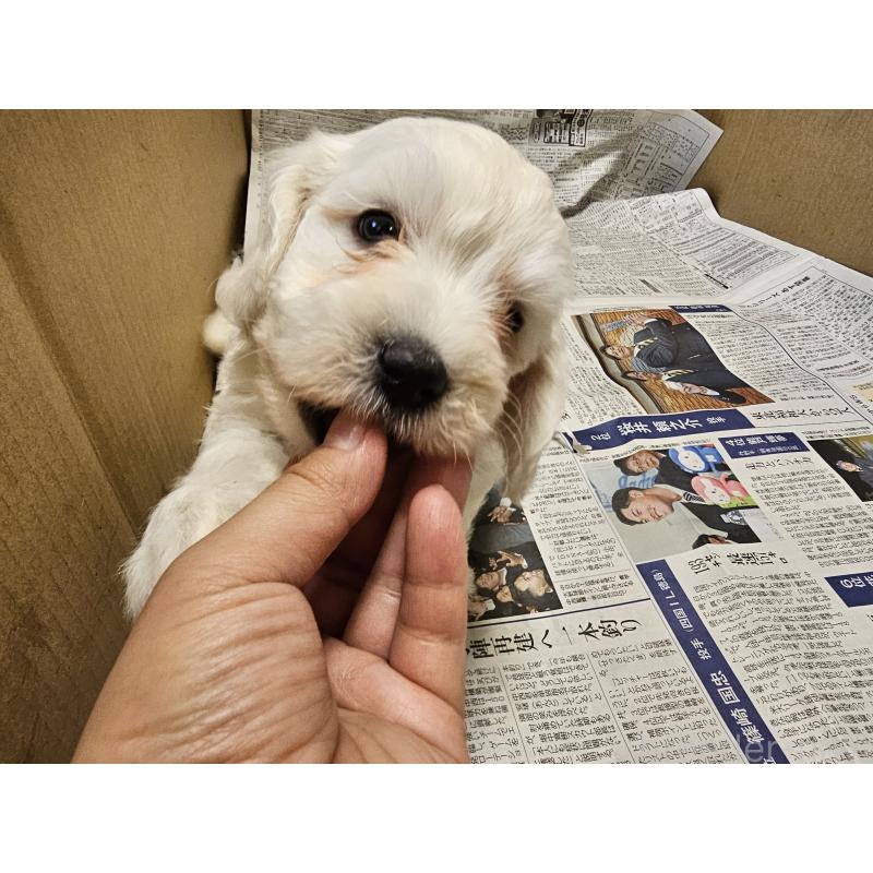 成約済の愛知県のビションフリーゼ-424277の6枚目