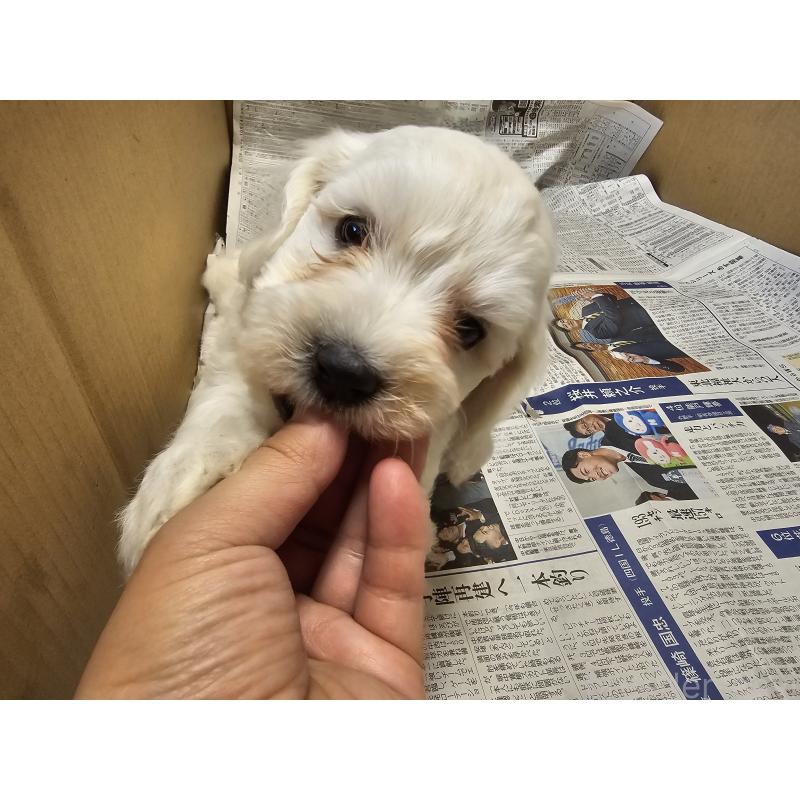 成約済の愛知県のビションフリーゼ-424277の5枚目