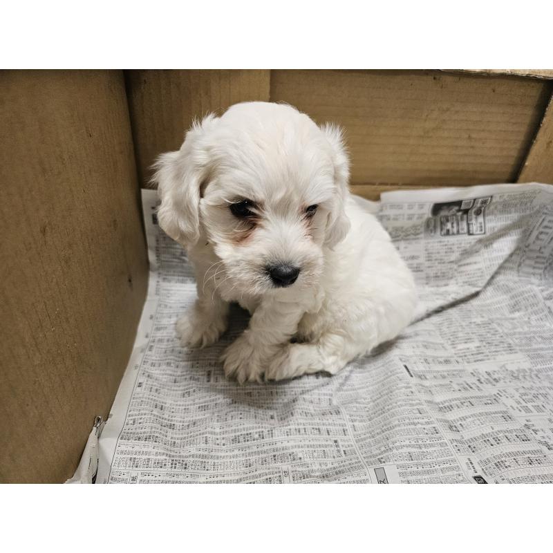 成約済の愛知県のビションフリーゼ-424277の3枚目