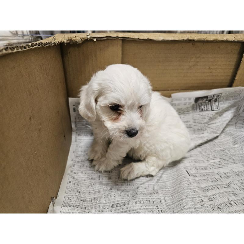 成約済の愛知県のビションフリーゼ-424277の2枚目