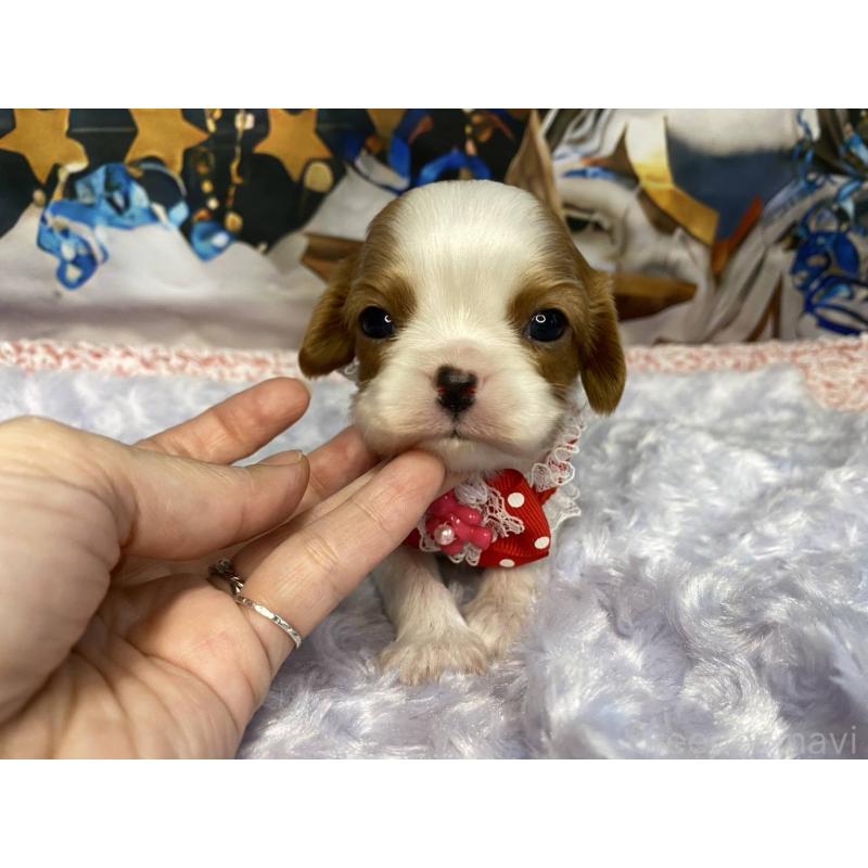 販売中の神奈川県のキャバリアキングチャールズスパニエル-427949の1枚目