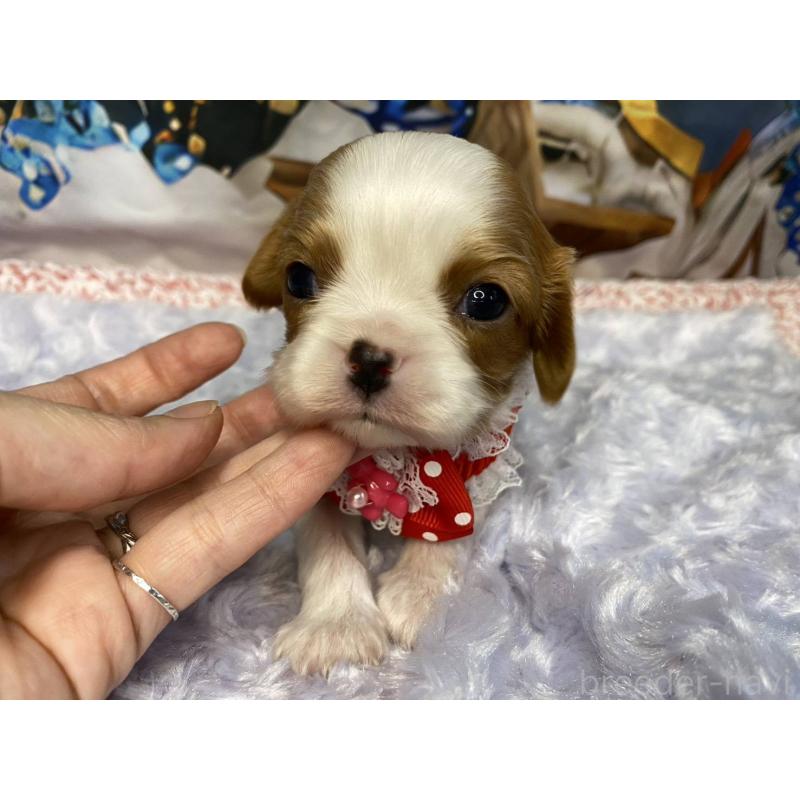販売中の神奈川県のキャバリアキングチャールズスパニエル-427949の7枚目