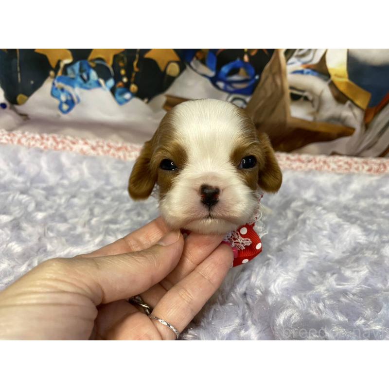 販売中の神奈川県のキャバリアキングチャールズスパニエル-427949の6枚目