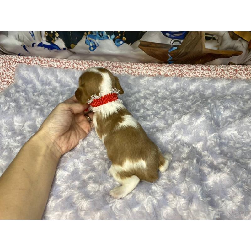 販売中の神奈川県のキャバリアキングチャールズスパニエル-427949の5枚目