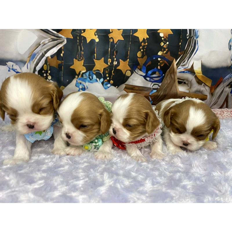 販売中の神奈川県のキャバリアキングチャールズスパニエル-427949の4枚目