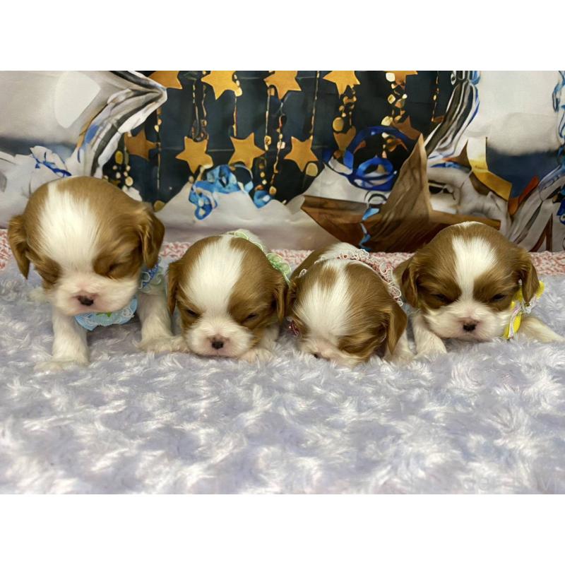 販売中の神奈川県のキャバリアキングチャールズスパニエル-427949の2枚目