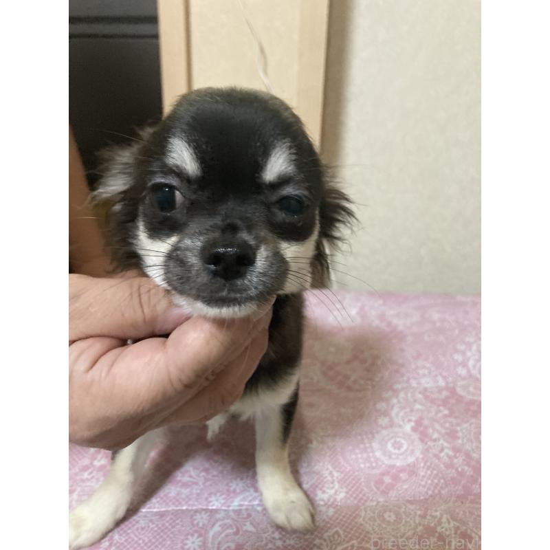 販売中の千葉県のチワワ(ロングコート)-427950の14枚目