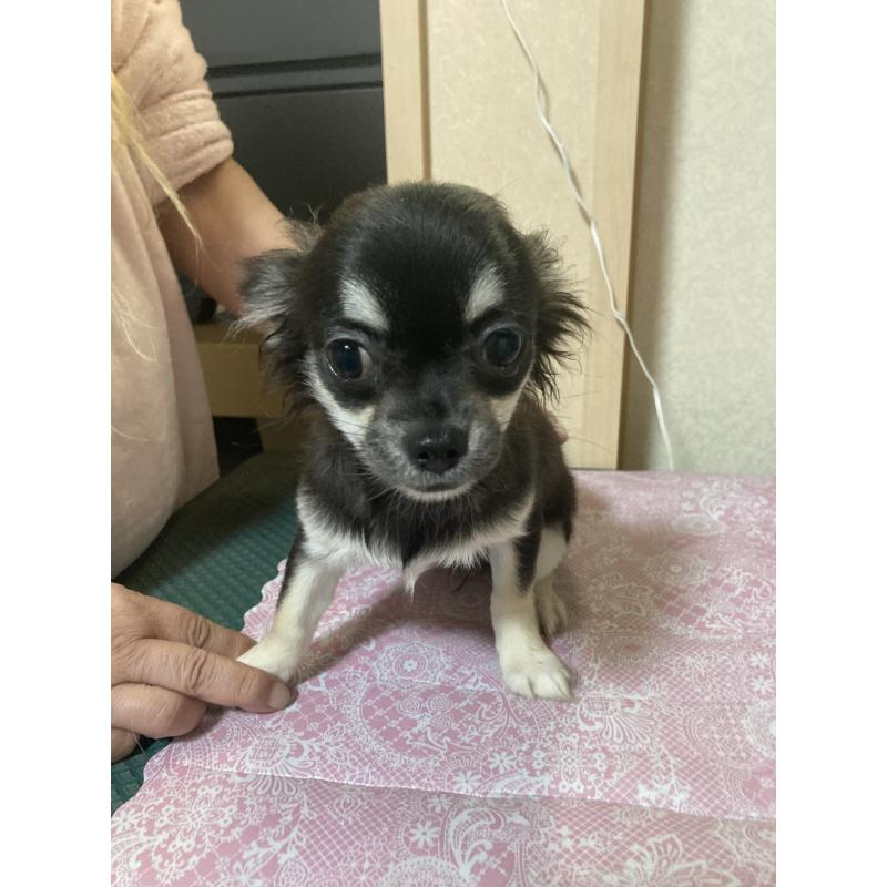 販売中の千葉県のチワワ(ロングコート)-427950の13枚目