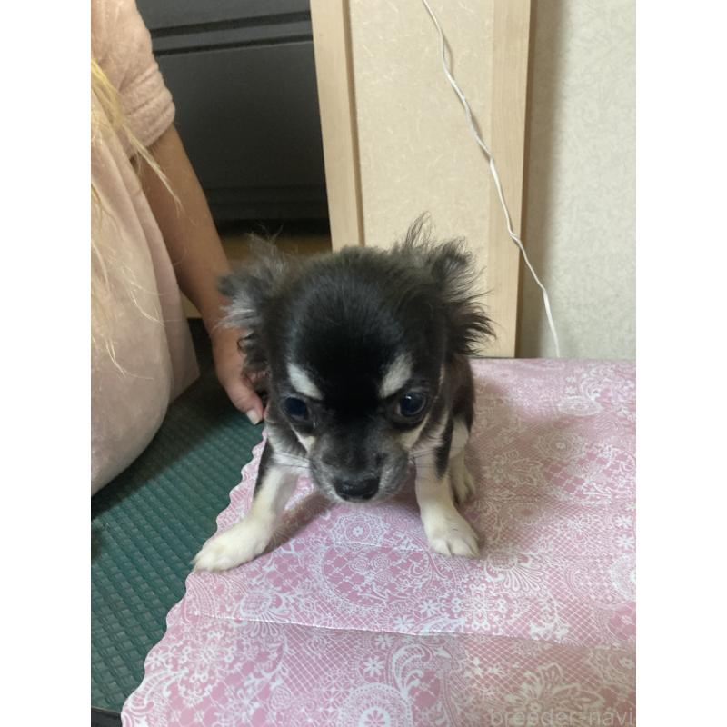 販売中の千葉県のチワワ(ロングコート)-427950の12枚目