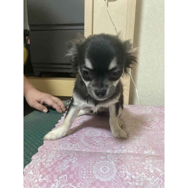 販売中の千葉県のチワワ(ロングコート)-427950の11枚目