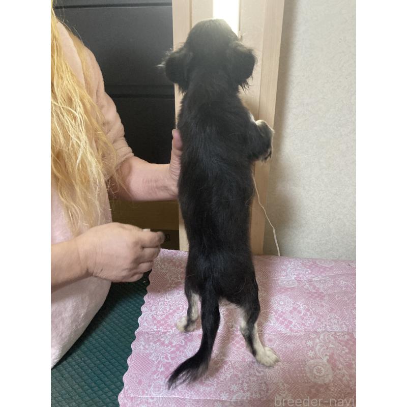 販売中の千葉県のチワワ(ロングコート)-427950の9枚目